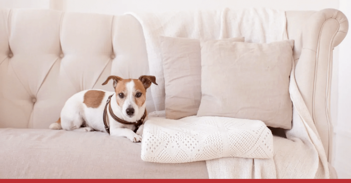 Pets & Organização